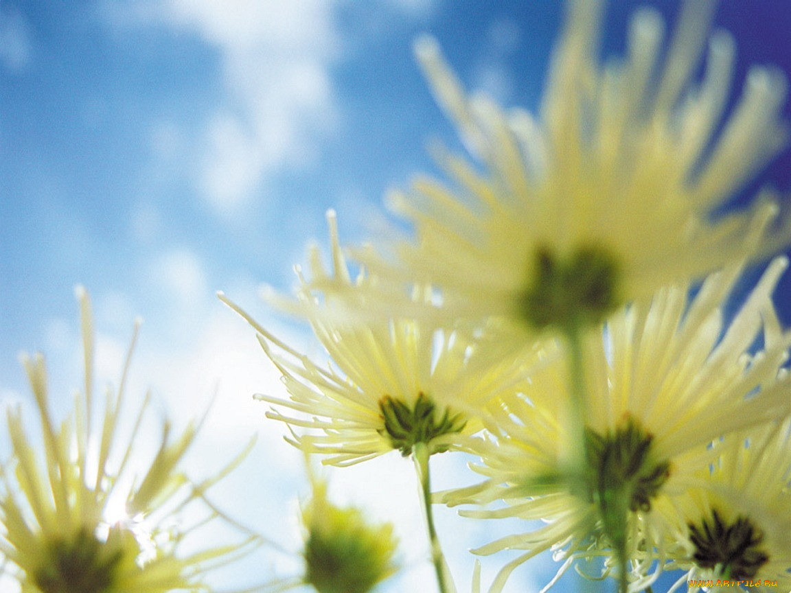 chrysanthemums, , 